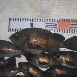 ルアー船マヒマヒ 釣果