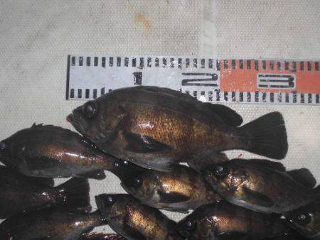 ルアー船マヒマヒ 釣果