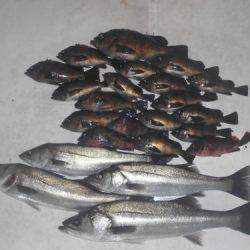 ルアー船マヒマヒ 釣果