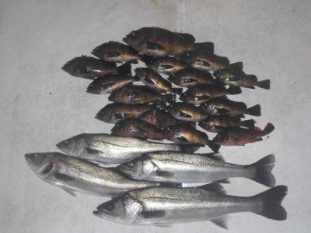 ルアー船マヒマヒ 釣果