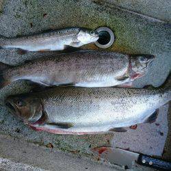 みどりフィッシングエリア 釣果