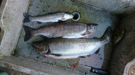 みどりフィッシングエリア 釣果