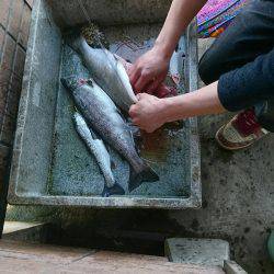 みどりフィッシングエリア 釣果