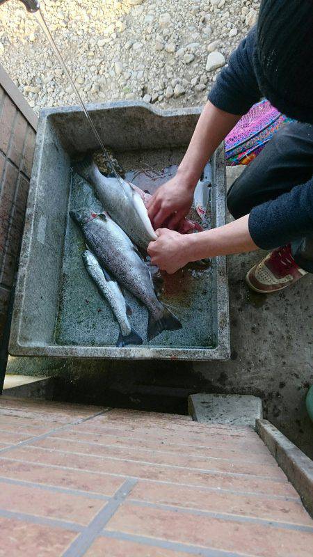 みどりフィッシングエリア 釣果