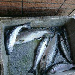 みどりフィッシングエリア 釣果