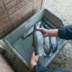 みどりフィッシングエリア 釣果