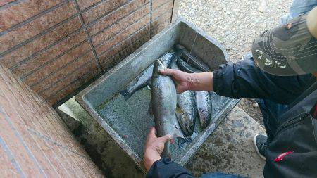 みどりフィッシングエリア 釣果