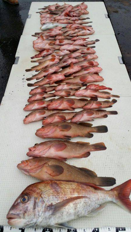 オーフリー 釣果