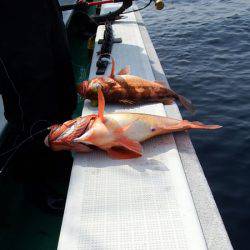 第三むつりょう丸 釣果