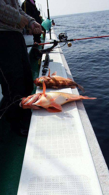 第三むつりょう丸 釣果