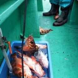 第三むつりょう丸 釣果