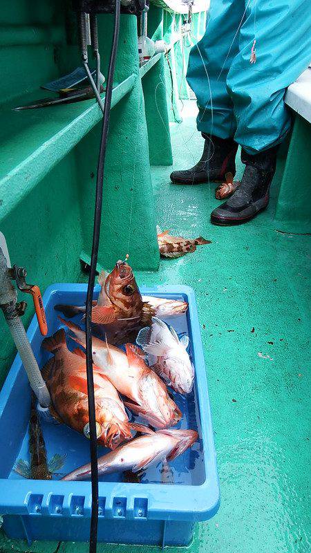 第三むつりょう丸 釣果