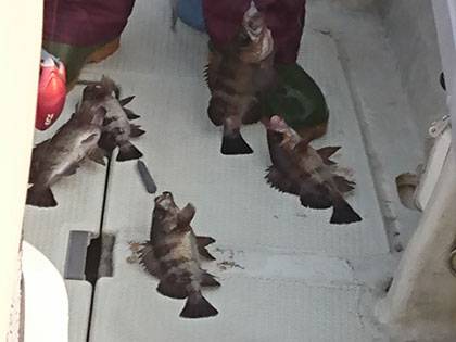 松本釣船２ 釣果