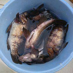 松本釣船２ 釣果