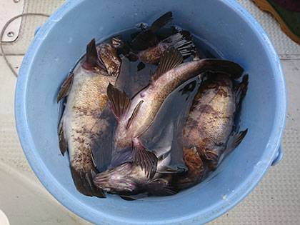 松本釣船２ 釣果