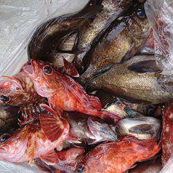 松本釣船２ 釣果