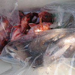 松本釣船２ 釣果