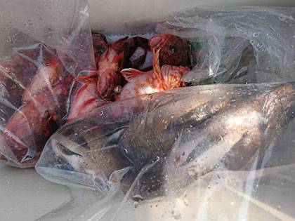 松本釣船２ 釣果