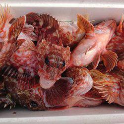 松本釣船２ 釣果