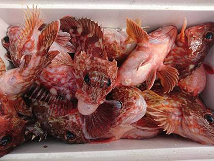 松本釣船２ 釣果