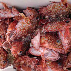 松本釣船２ 釣果