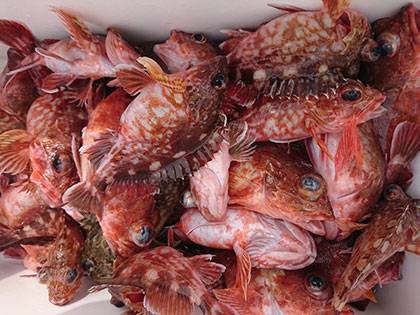 松本釣船２ 釣果