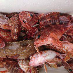 松本釣船２ 釣果