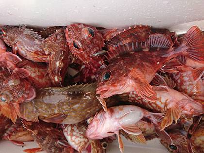 松本釣船２ 釣果