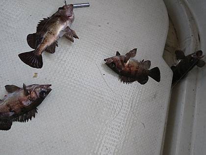 松本釣船2 釣果