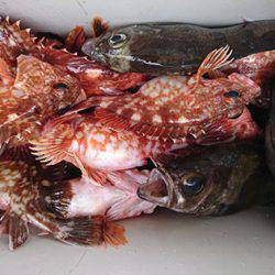 松本釣船2 釣果