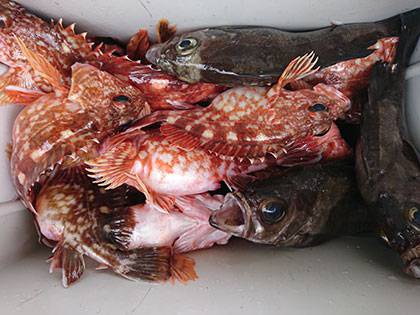 松本釣船2 釣果