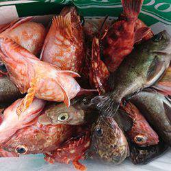 松本釣船2 釣果