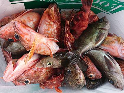 松本釣船2 釣果