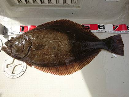 松本釣船2 釣果