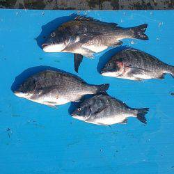 旭星釣りセンター 釣果