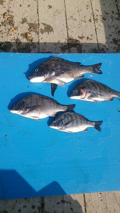 旭星釣りセンター 釣果