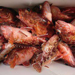 松本釣船２ 釣果