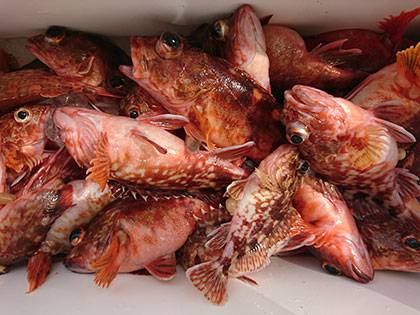 松本釣船２ 釣果