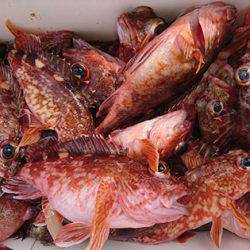 松本釣船２ 釣果