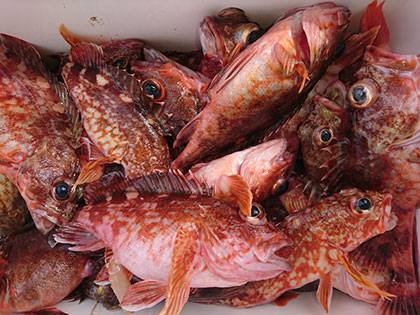 松本釣船２ 釣果