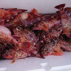 松本釣船２ 釣果