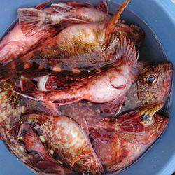 松本釣船２ 釣果