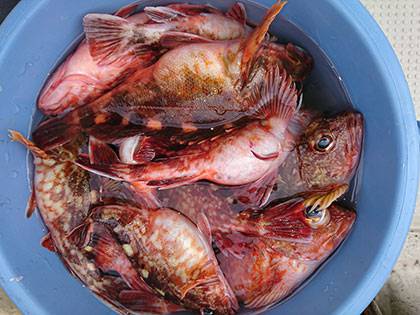 松本釣船２ 釣果