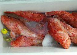 長栄丸(静岡) 釣果