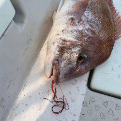 マタウマリンサービス 釣果