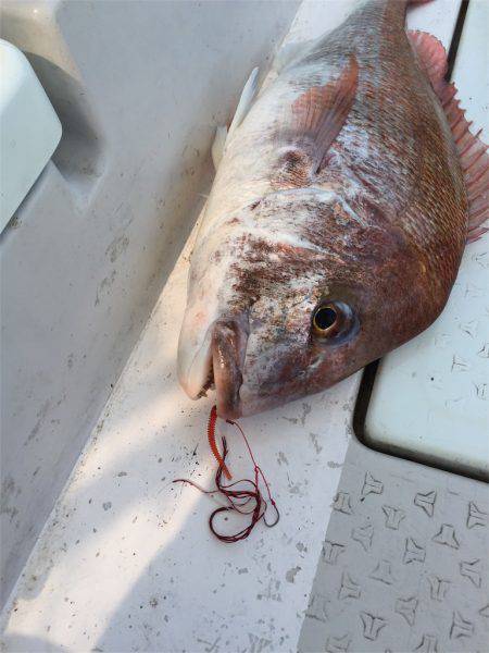 マタウマリンサービス 釣果