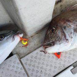 マタウマリンサービス 釣果