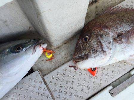 マタウマリンサービス 釣果