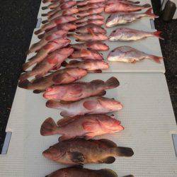 オーフリー 釣果