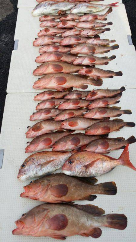 オーフリー 釣果